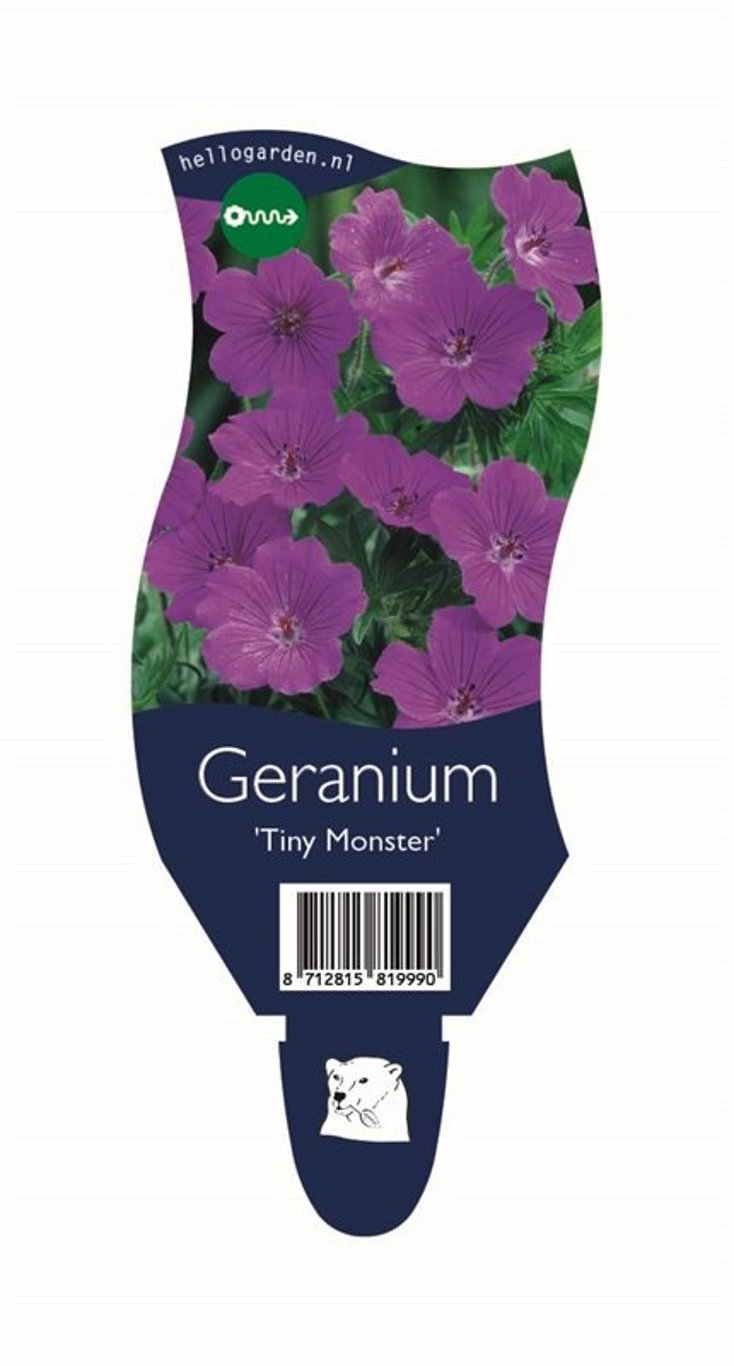 Geranium sang. 'Tiny Monster' - P11